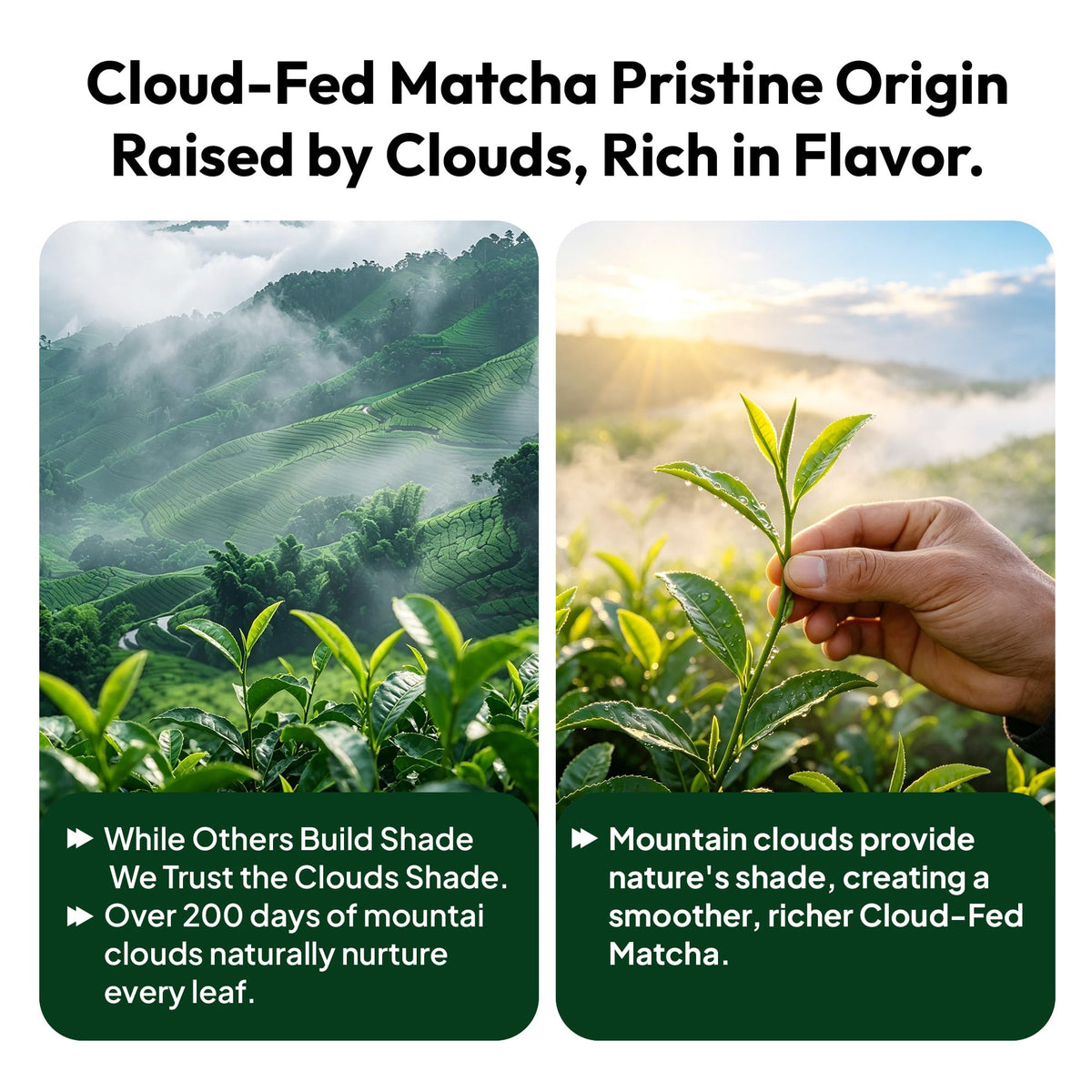 Ceremonial Grade Matcha Powder (60g/2.12oz)