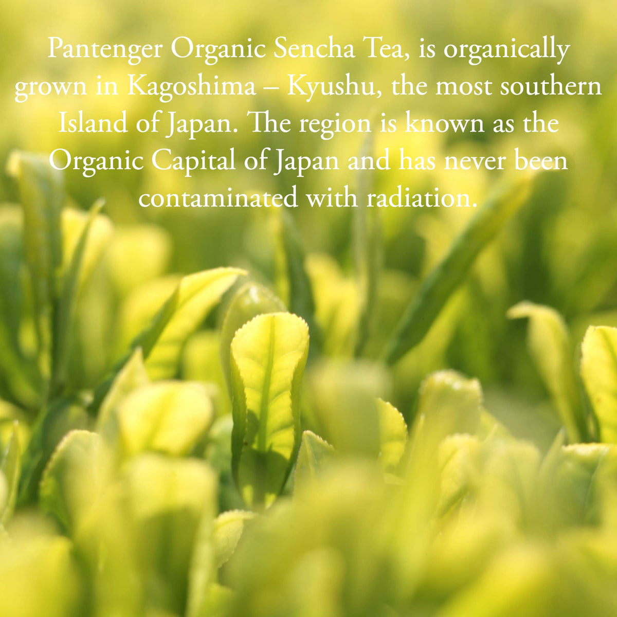 Sencha Green Tea