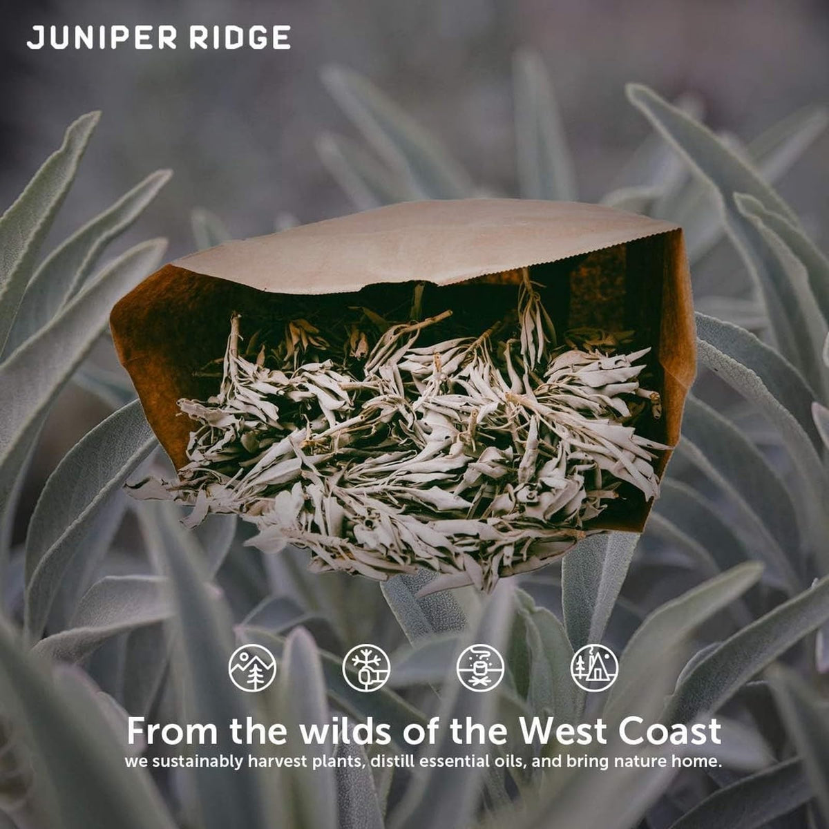 California White Sage Incense Mini Incense Bundles (White Sage – Double)