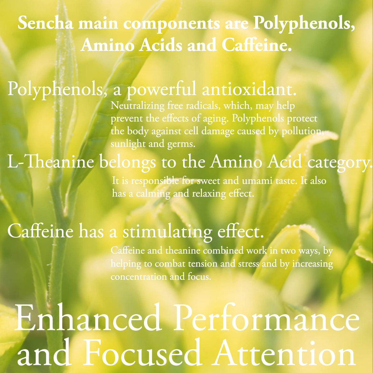 Sencha Japanese Green Tea