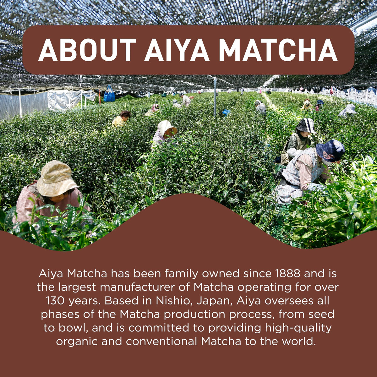 Aiya Sweetened Hojicha Matcha Blend 1kg Bag