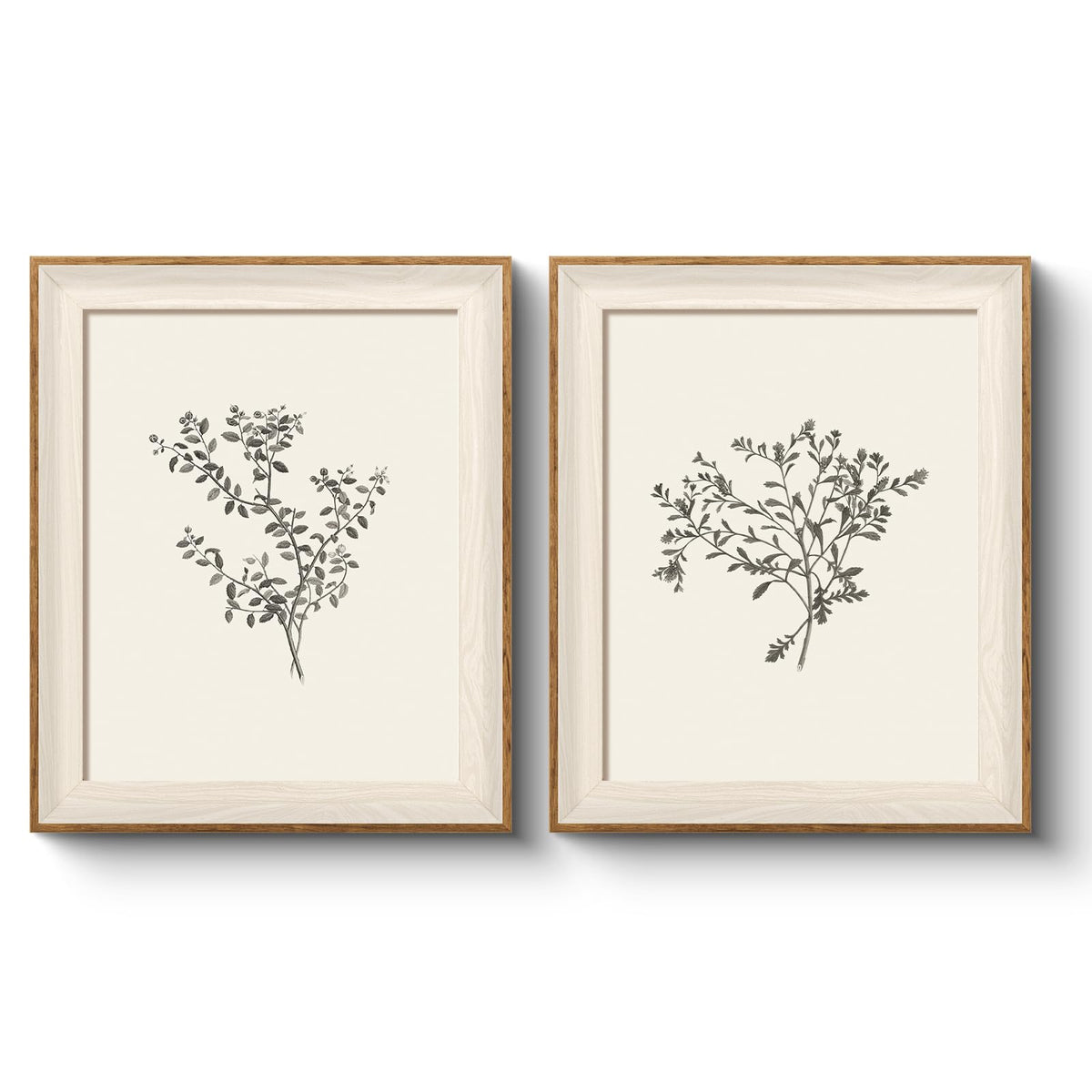 Framed Vintage Sketch Floral Botanical Wall Art Set (Botanical Museum / 12"L x 10"W)