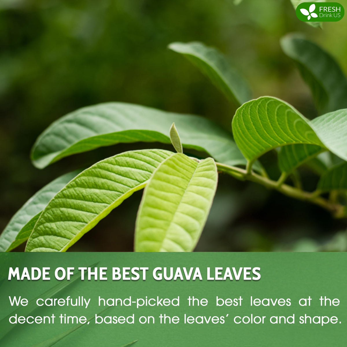 Premium 35 Guava Leaf Tea Bags (35 Tea Bags)