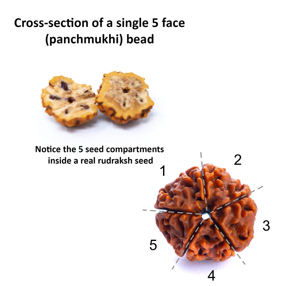 Certified Rudraksha Mala 5face (12-15mm 56 Nepali Bead)