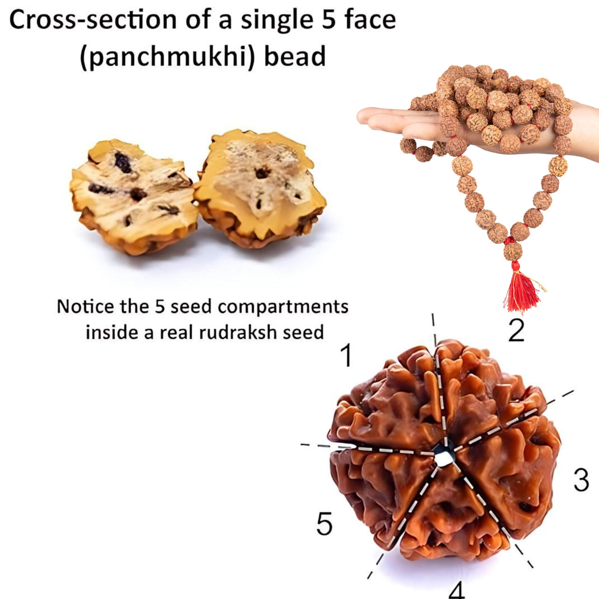 Certified 5face (Rudra 12mm)
