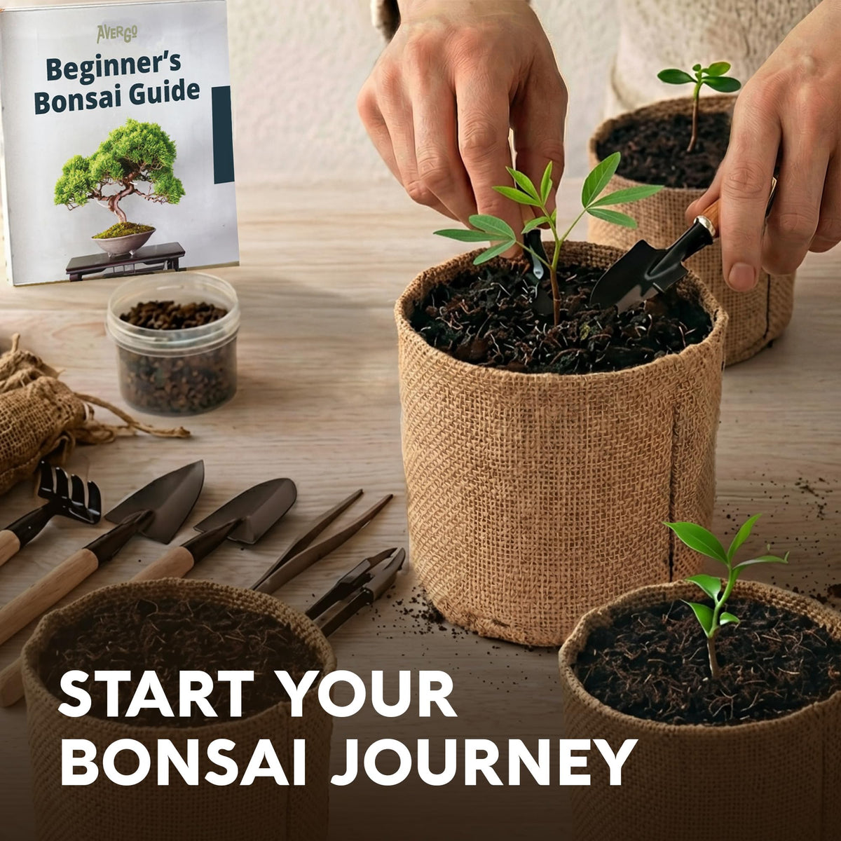 Bonsai Tree Kit Deluxe