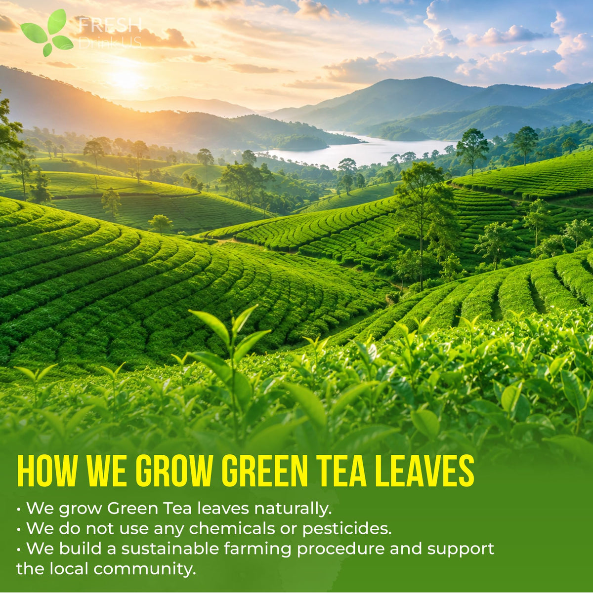 Premium Green Tea Bag (175 Tea Bags)