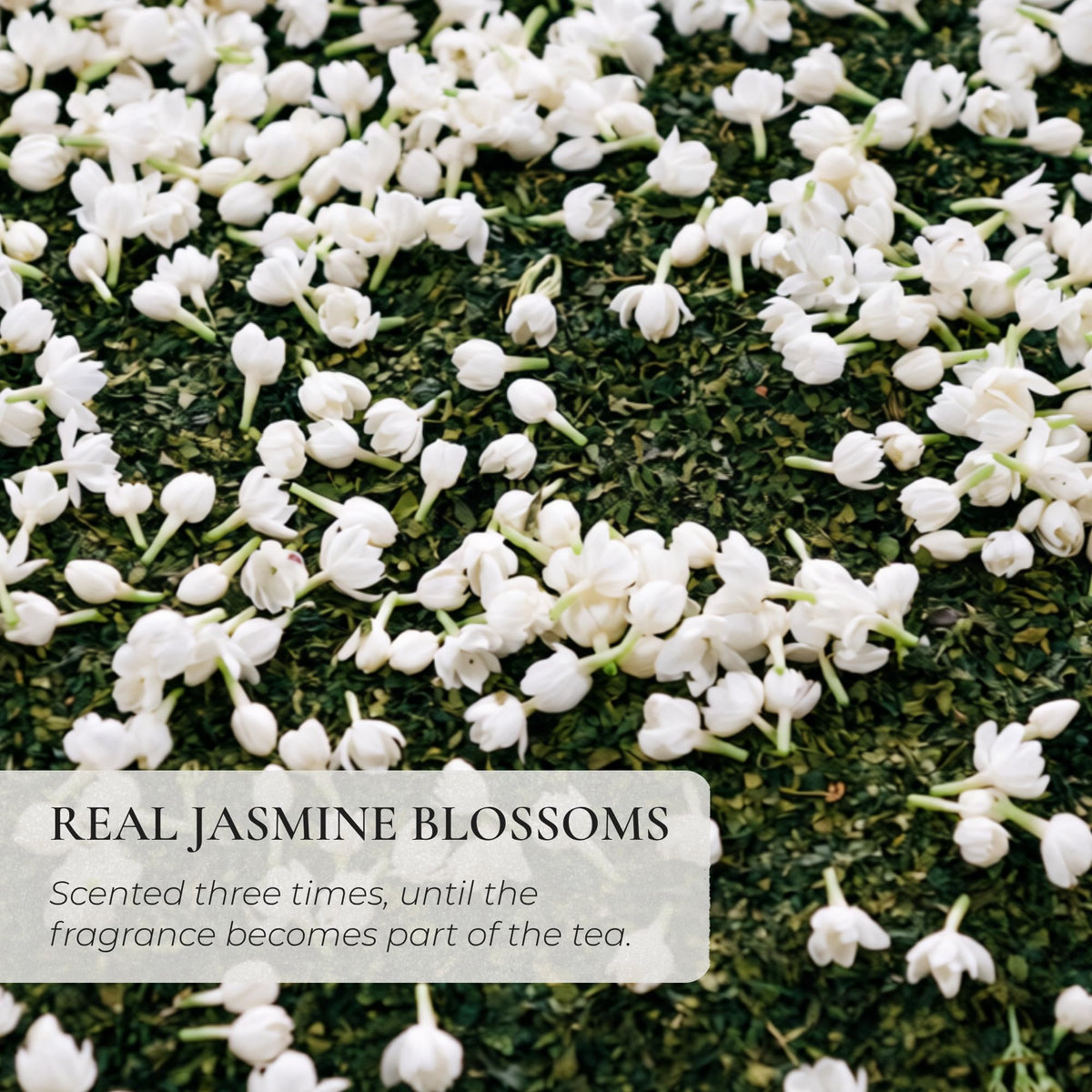 Jasmine Ceremonial Matcha Scented with Real Jasmine (100 g Refill Pouch)