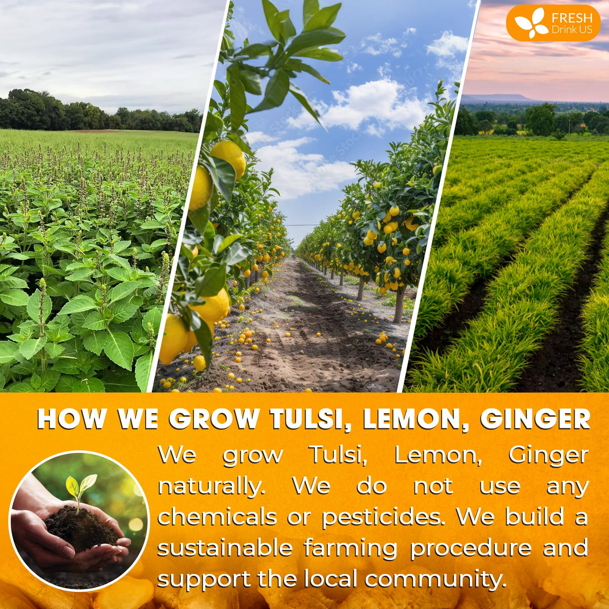 Premium 75 Tulsi Lemon Ginger Tea Bags (75 Tea Bags)