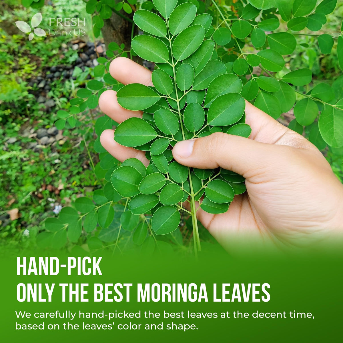 Premium 75 Moringa Tea Bags (75 Teabags)