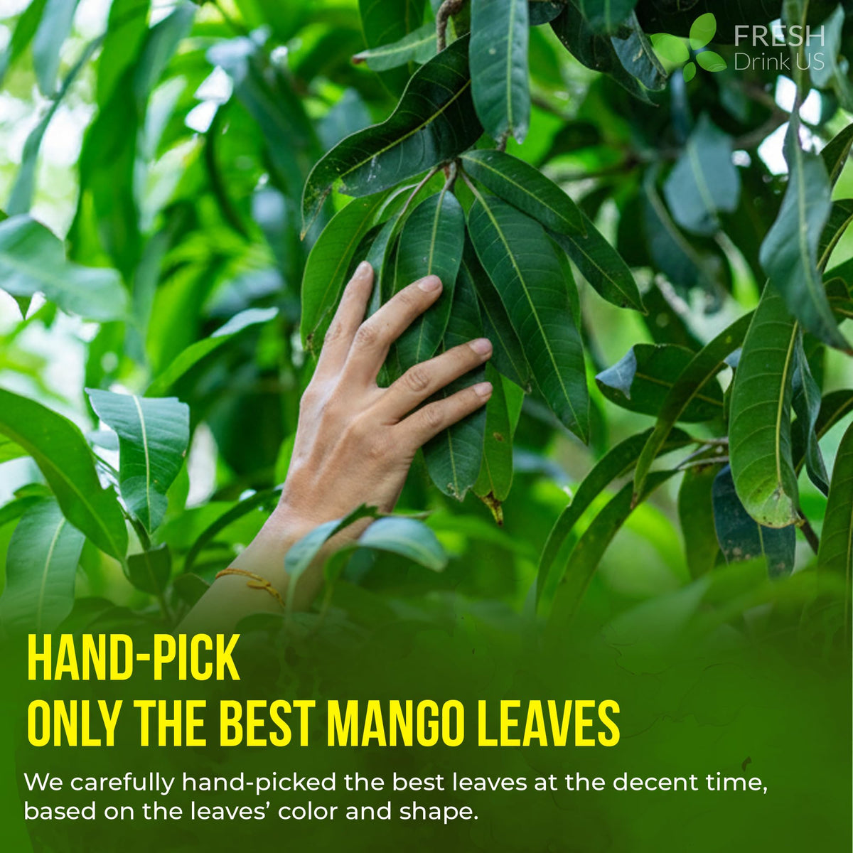 Premium 40 Mango Leaf Tea Bags (40 Tea Bags)