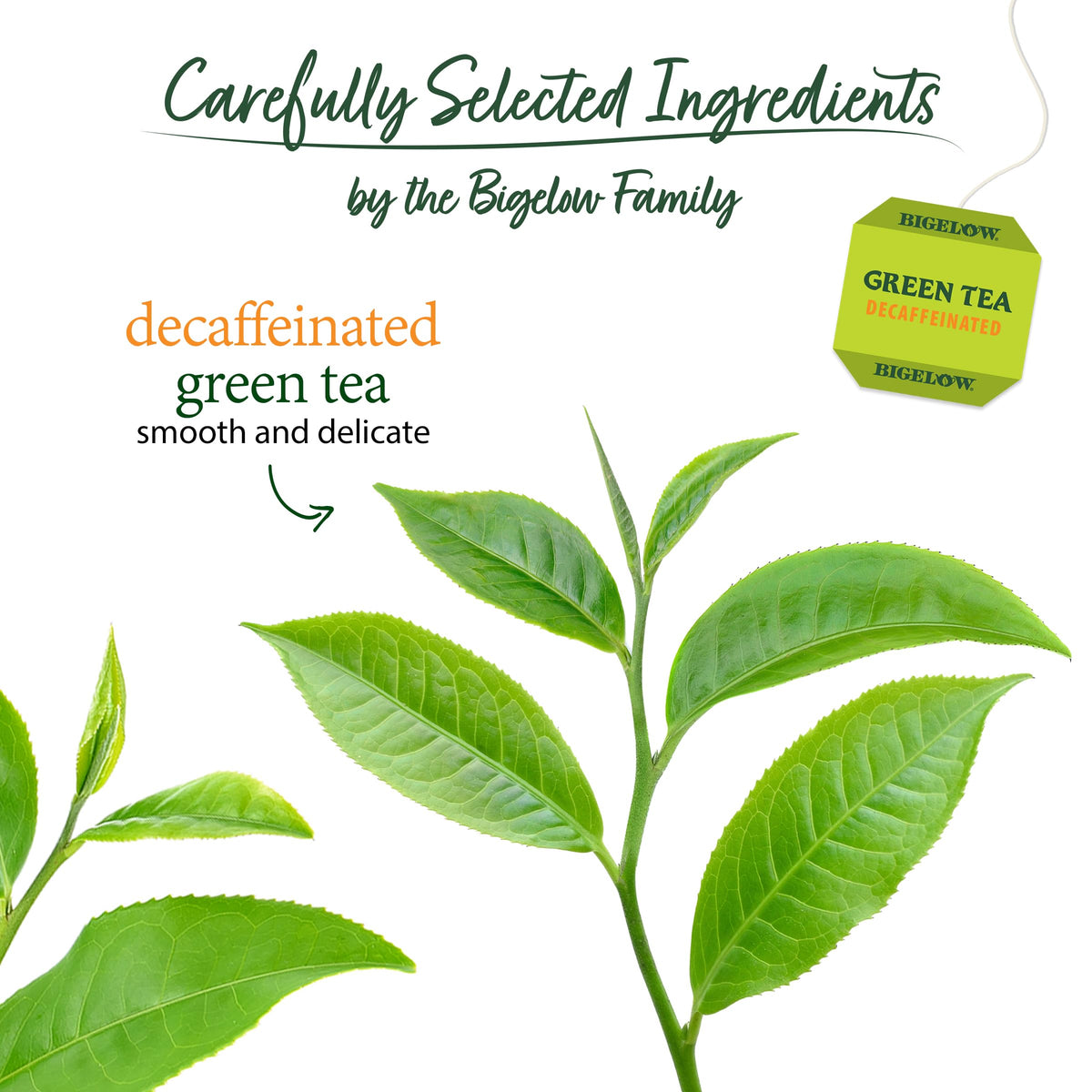 Classic Green Tea (20 Count (Pack of 6))