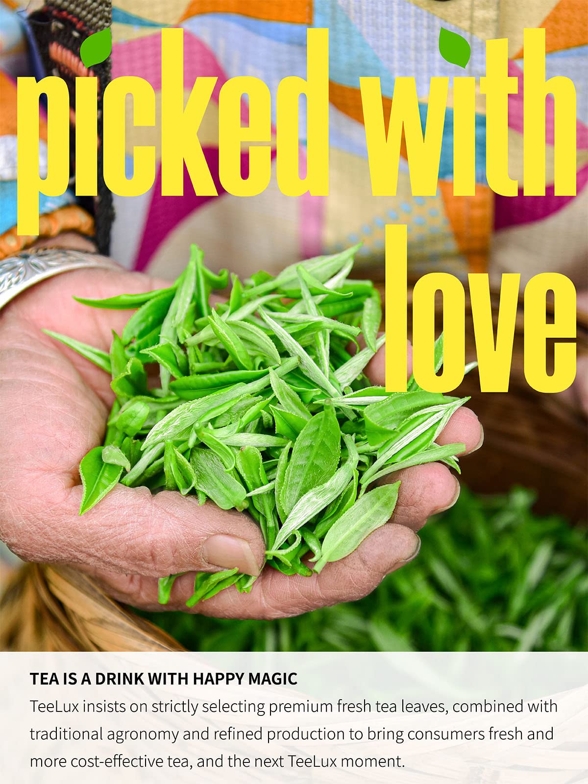 Sencha Tea Bags (100 Count (Pack of 1))