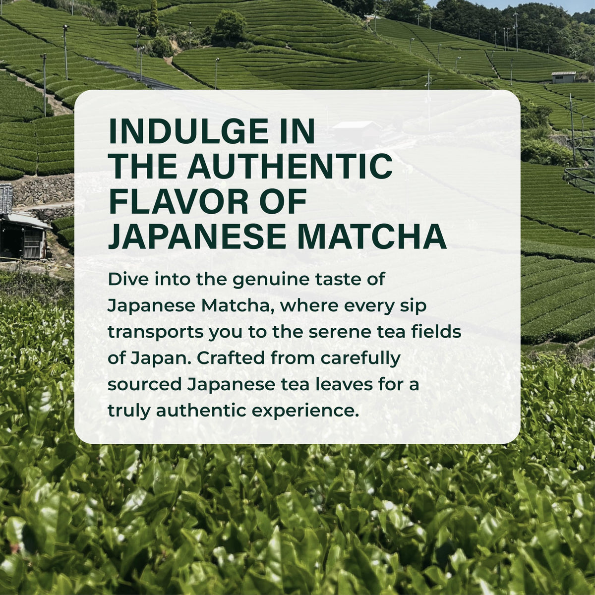 Matcha Powder (17.64 Ounce (Pack of 1))