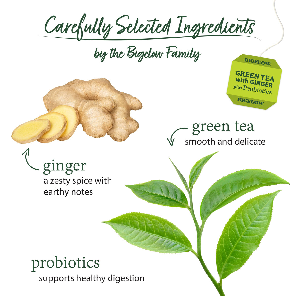 Green Tea with Ginger Plus Probiotics (18 Count (Pack of 1))