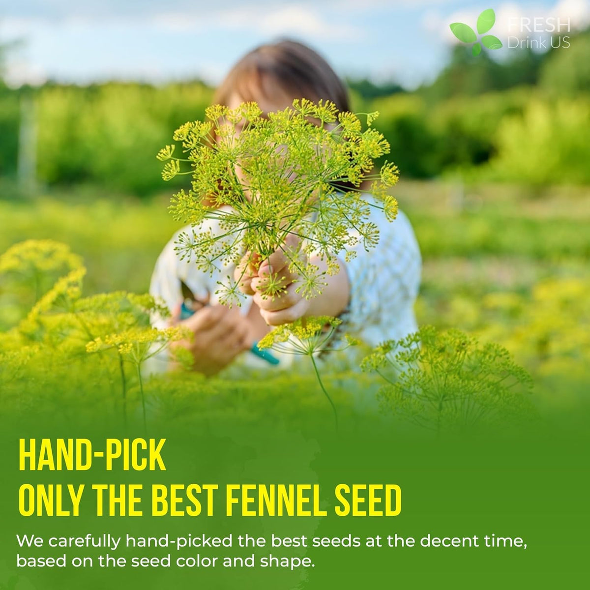 Premium Fennel Seed Tea (75 Bags)