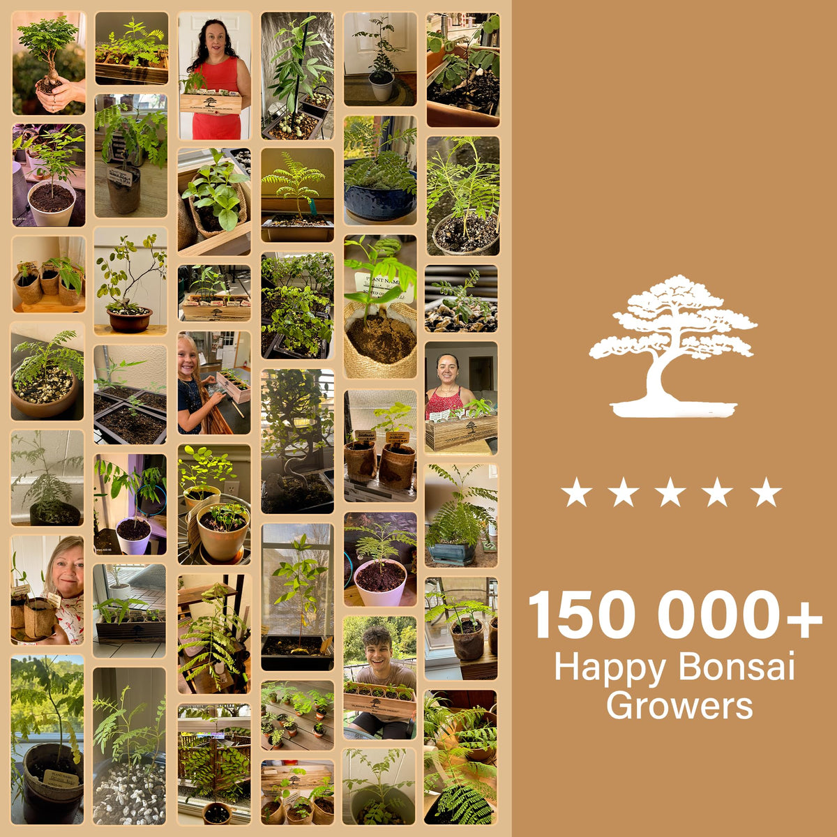 Bonsai Tree Kit Deluxe