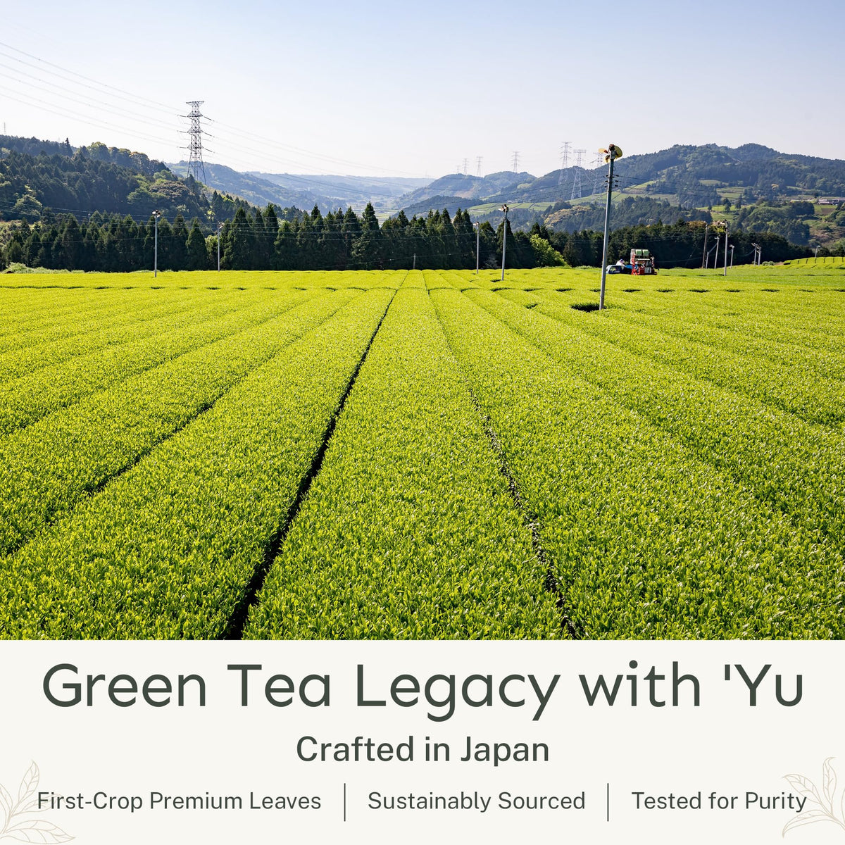 Tea Organic Ceremonial Grade Matcha Powder (1 Pouch)