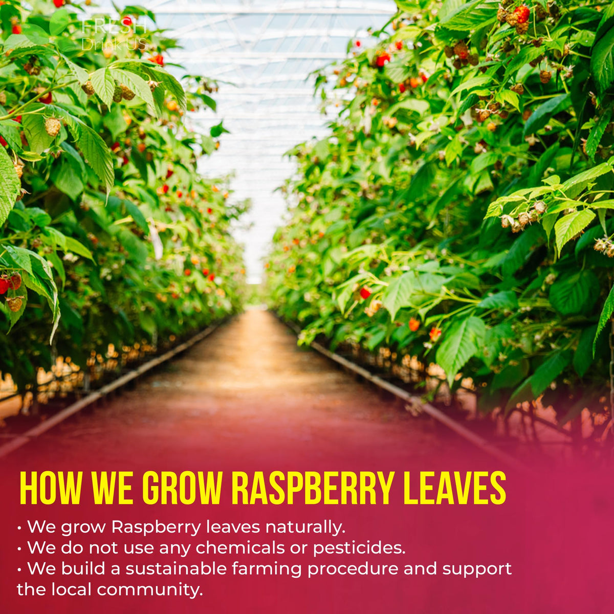 Premium Raspberry Leaf Tea (75 Tea Bags)