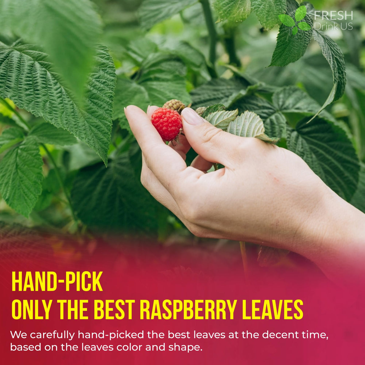 Premium Raspberry Leaf Tea (75 Tea Bags)