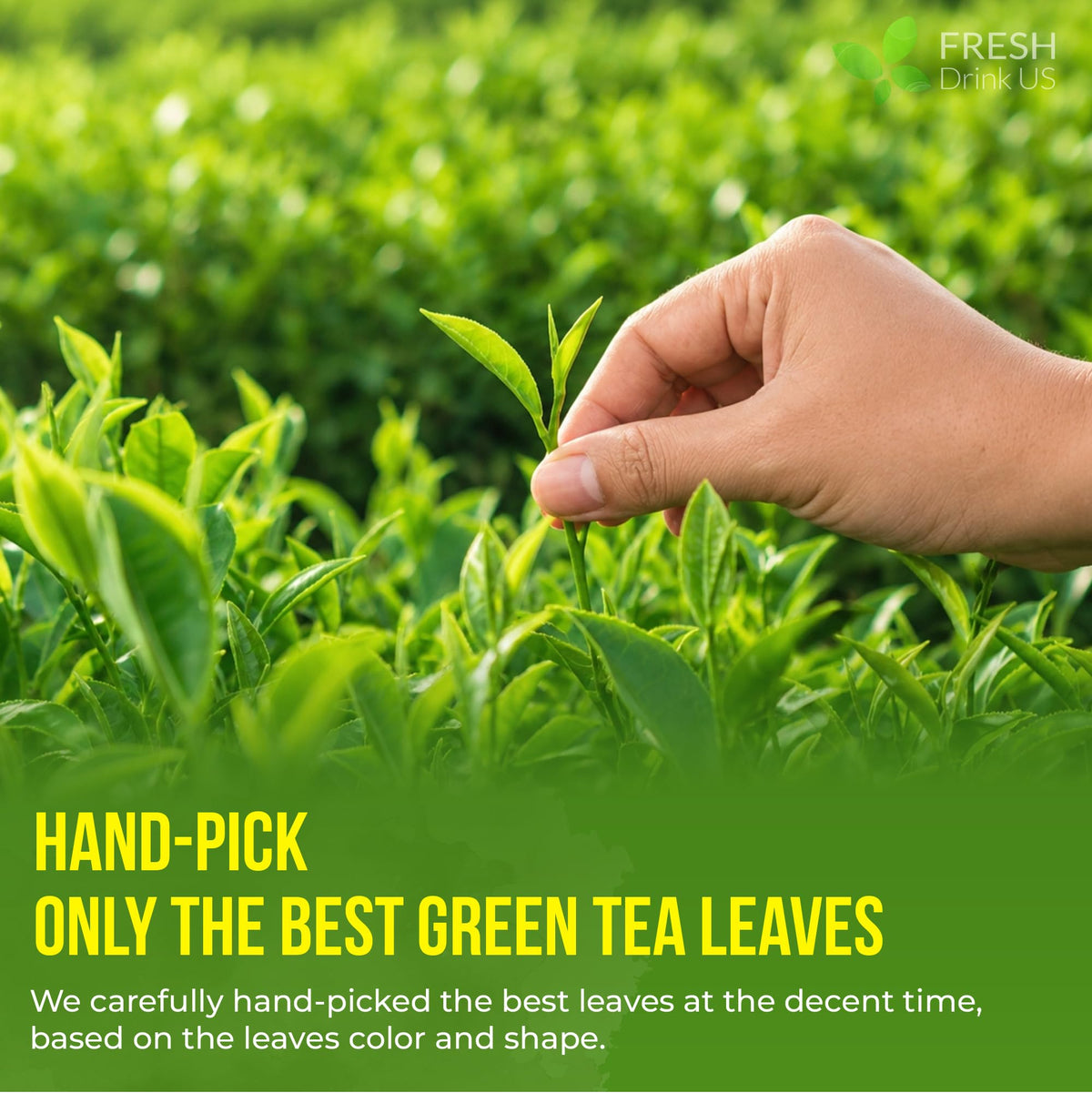 Premium Green Tea Bag (175 Tea Bags)