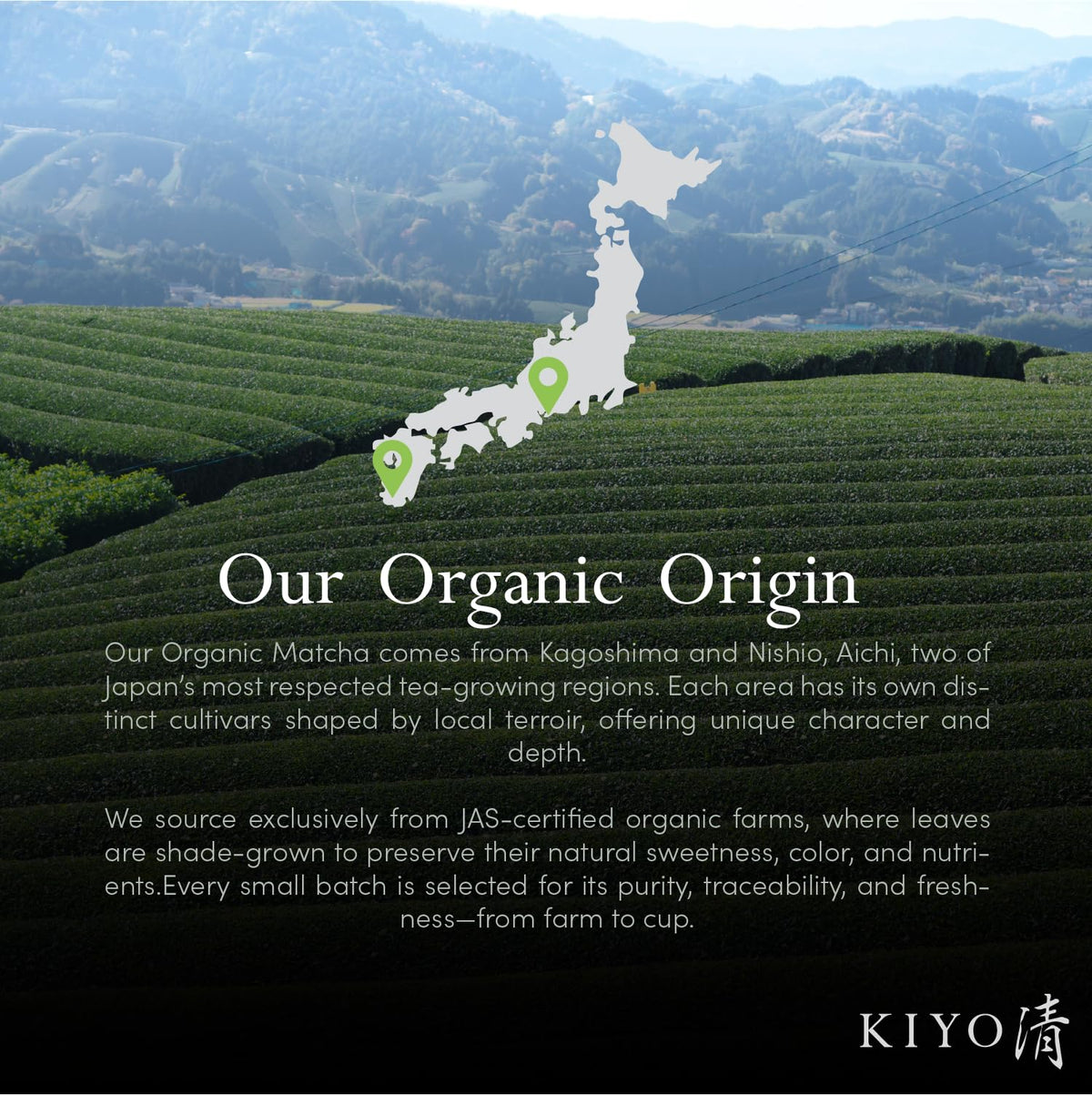 Organic Classic Grade Chiba No Shiro Matcha (1.4 Ounce (Pack of 1))