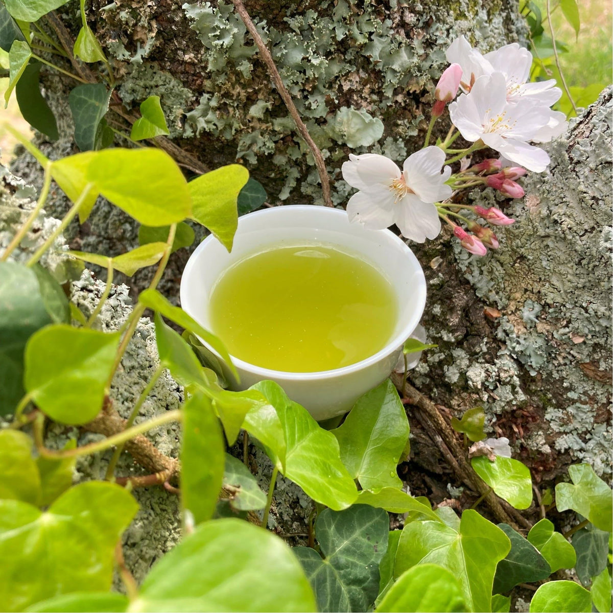 Organic Genmaicha with Matcha