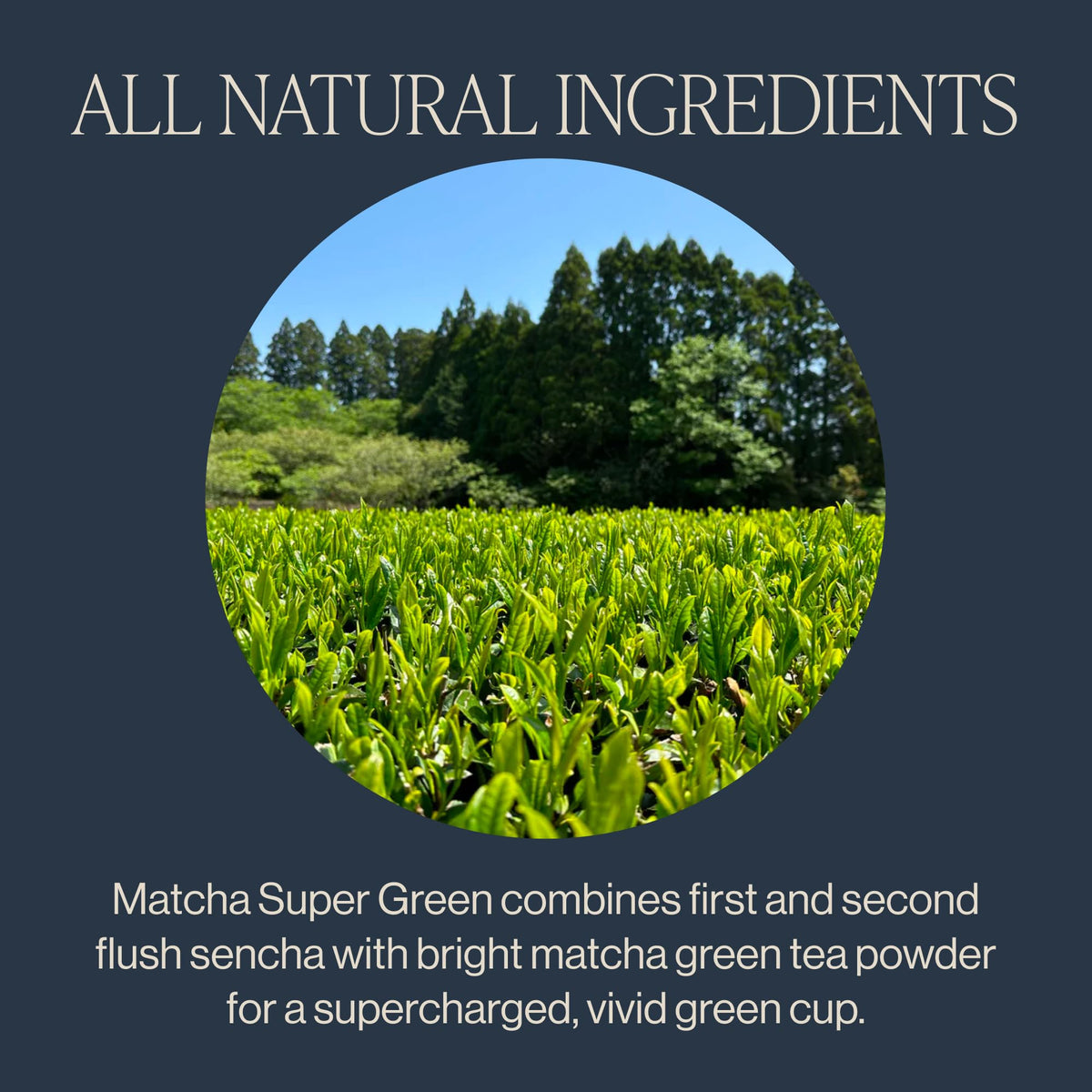 Matcha Super Green Organic Sachet Tea Bags (30 Count (5.72 Ounce, Pack of 1))