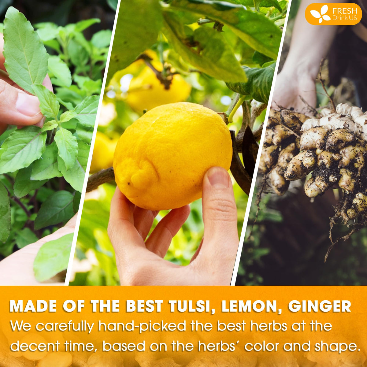 Premium 75 Tulsi Lemon Ginger Tea Bags (75 Tea Bags)