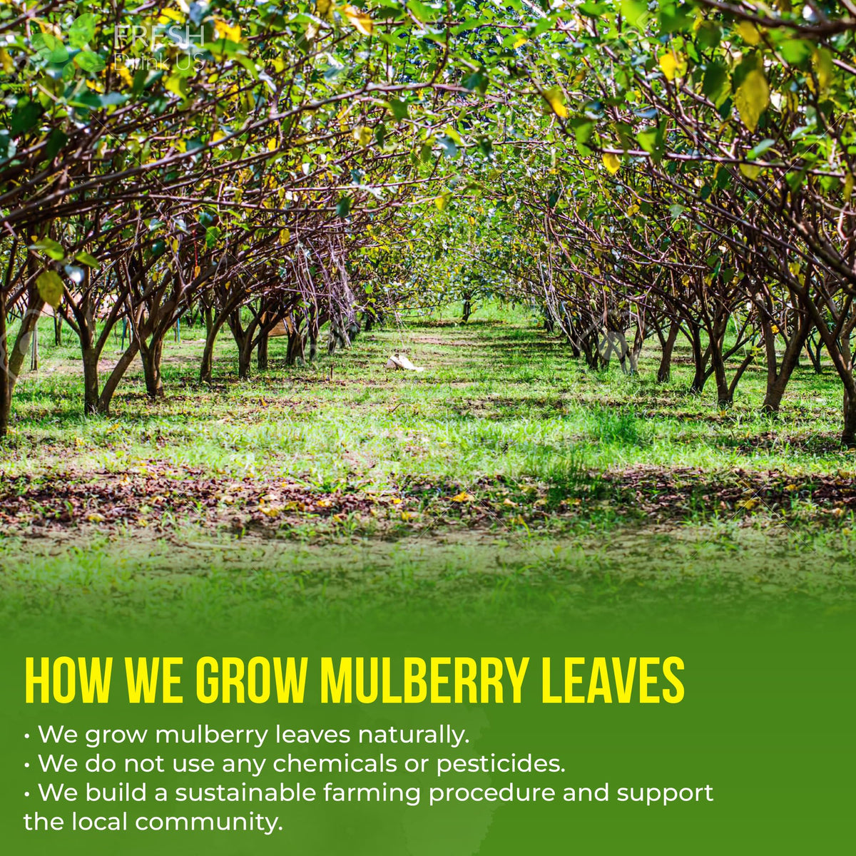 Premium Mulberry Leaf Tea (120 Tea Bags)