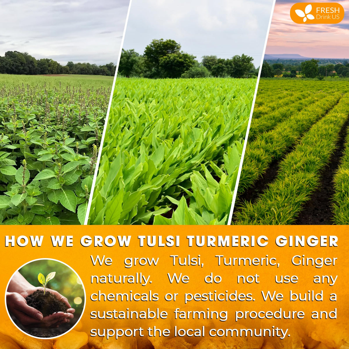 Premium 55 Tulsi Turmeric Ginger Tea Bags (55 Count)
