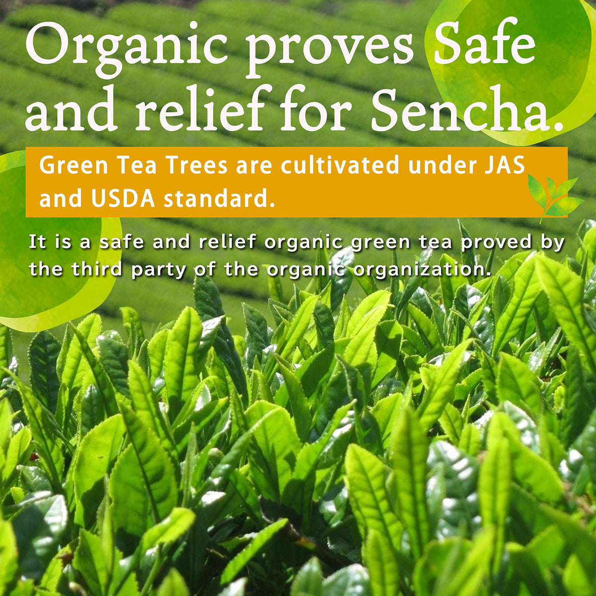 Japanese Organic Kukicha Twig Tea with Matcha 3.5oz