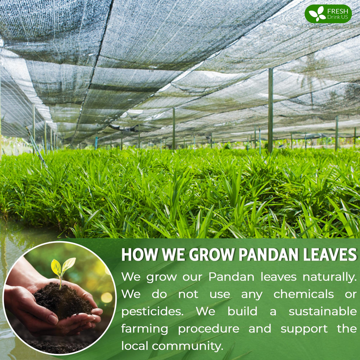 Premium Pandan Leaf Tea (55 Tea Bags)