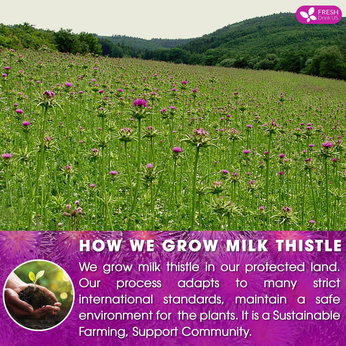 Premium 205 Milk Thistle Tea Bags (205 Tea Bags)