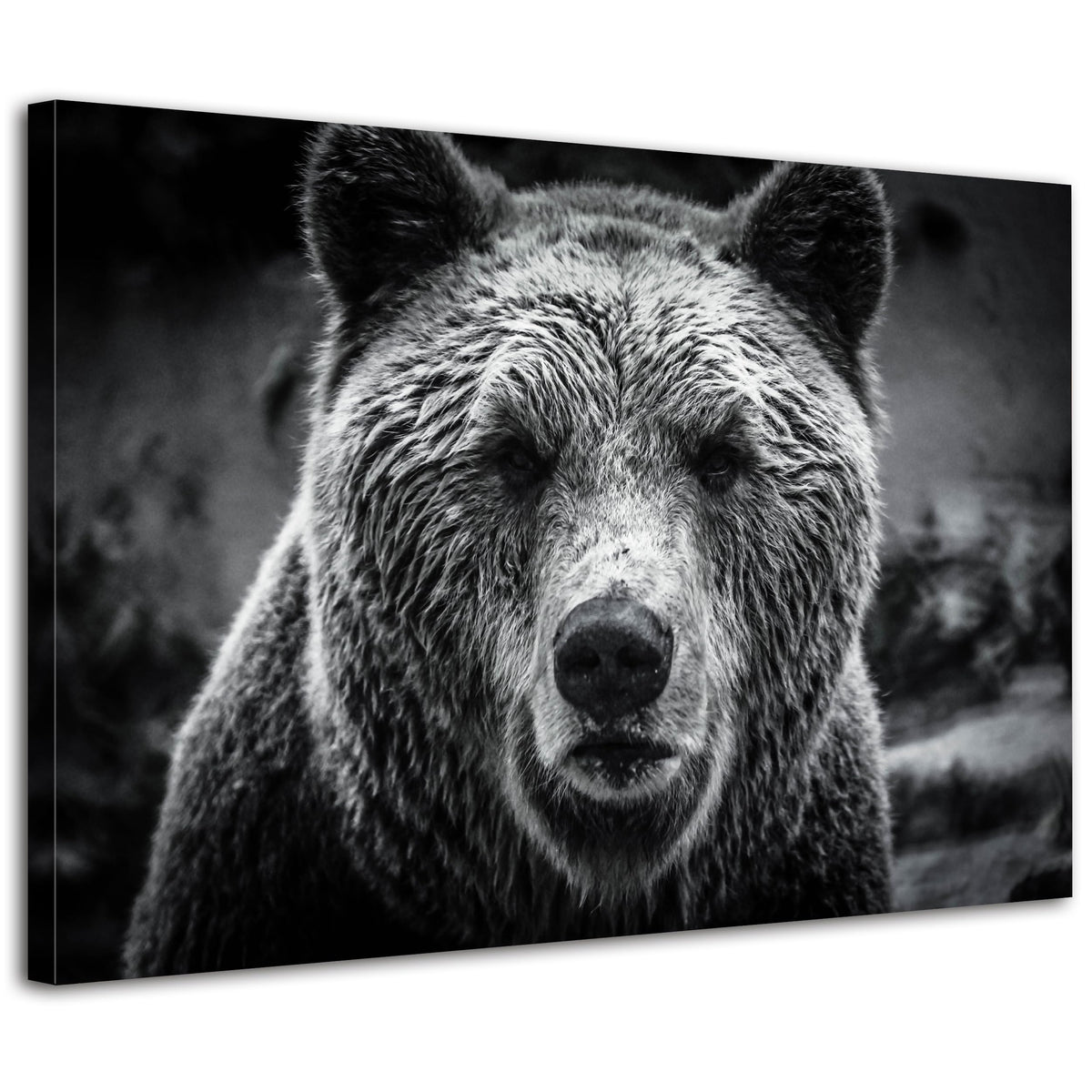 Bear Wall Art Black and White Wildlife Animal Picture Wall Decor Natural Bears Portrait Photo Prints Vintage Beast Painting Poster Safari Artwork for Living Room Bedroom Office Home Decoration 16x24” (24"L x 16"W / BKBEAR)