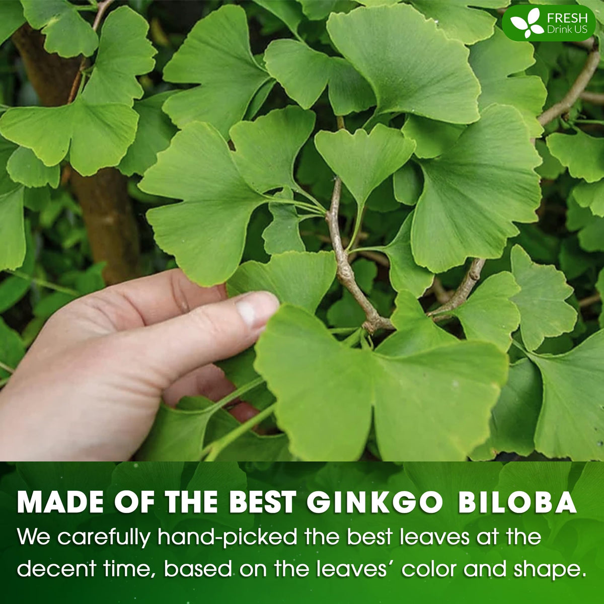 Premium 30 Ginkgo Biloba Leaf Tea Bags (30 Tea Bags)