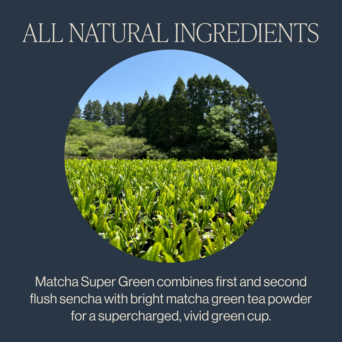 Matcha Super Green Organic Sachet Tea Bags (15 Count (2.86 Ounce, Pack of 1))