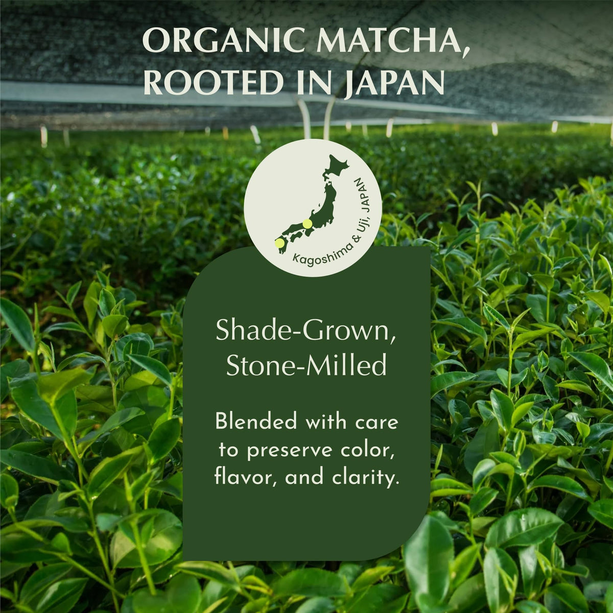 Matcha Powder (2.12 Ounce)