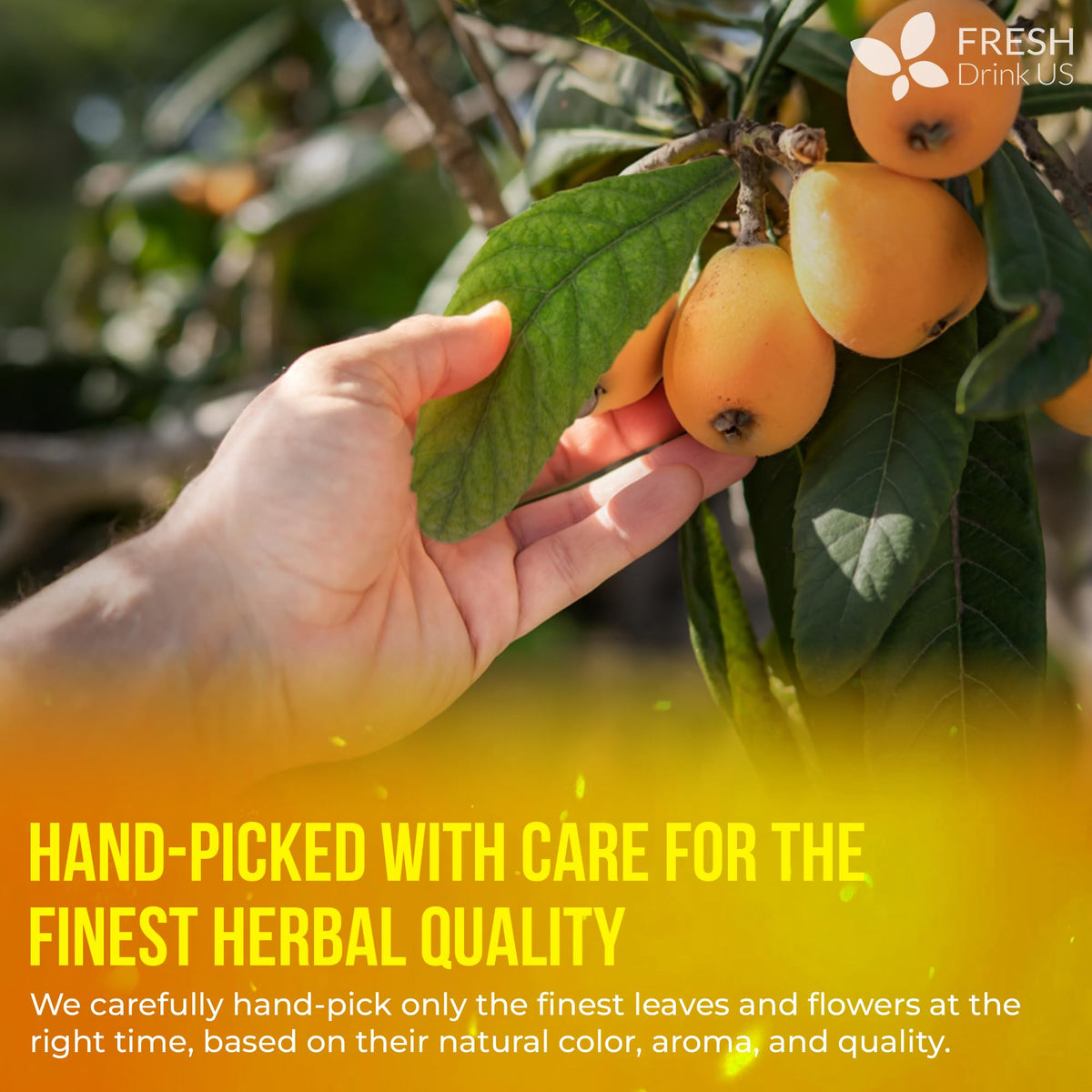 Premium Loquat Leaf Tea (40 Tea Bags)