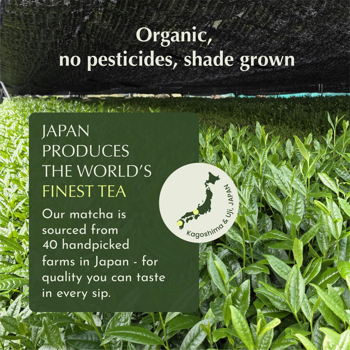 Matcha Powder (1.06 Ounce)