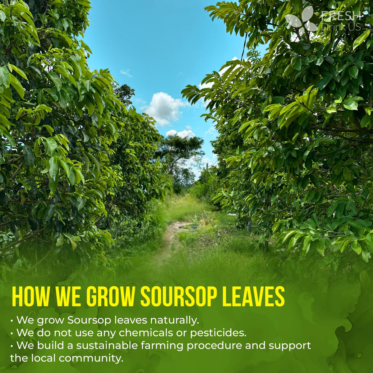 Premium Soursop Leaf Tea (45 Tea Bags)
