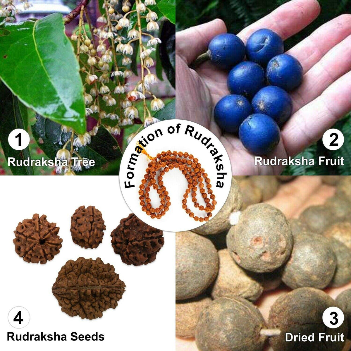 Certified Rudraksha Mala 5face (12-15mm 56 Nepali Bead)