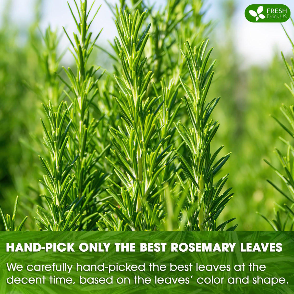 Premium Rosemary Leaf 135 Tea Bags (135 Tea Bags)