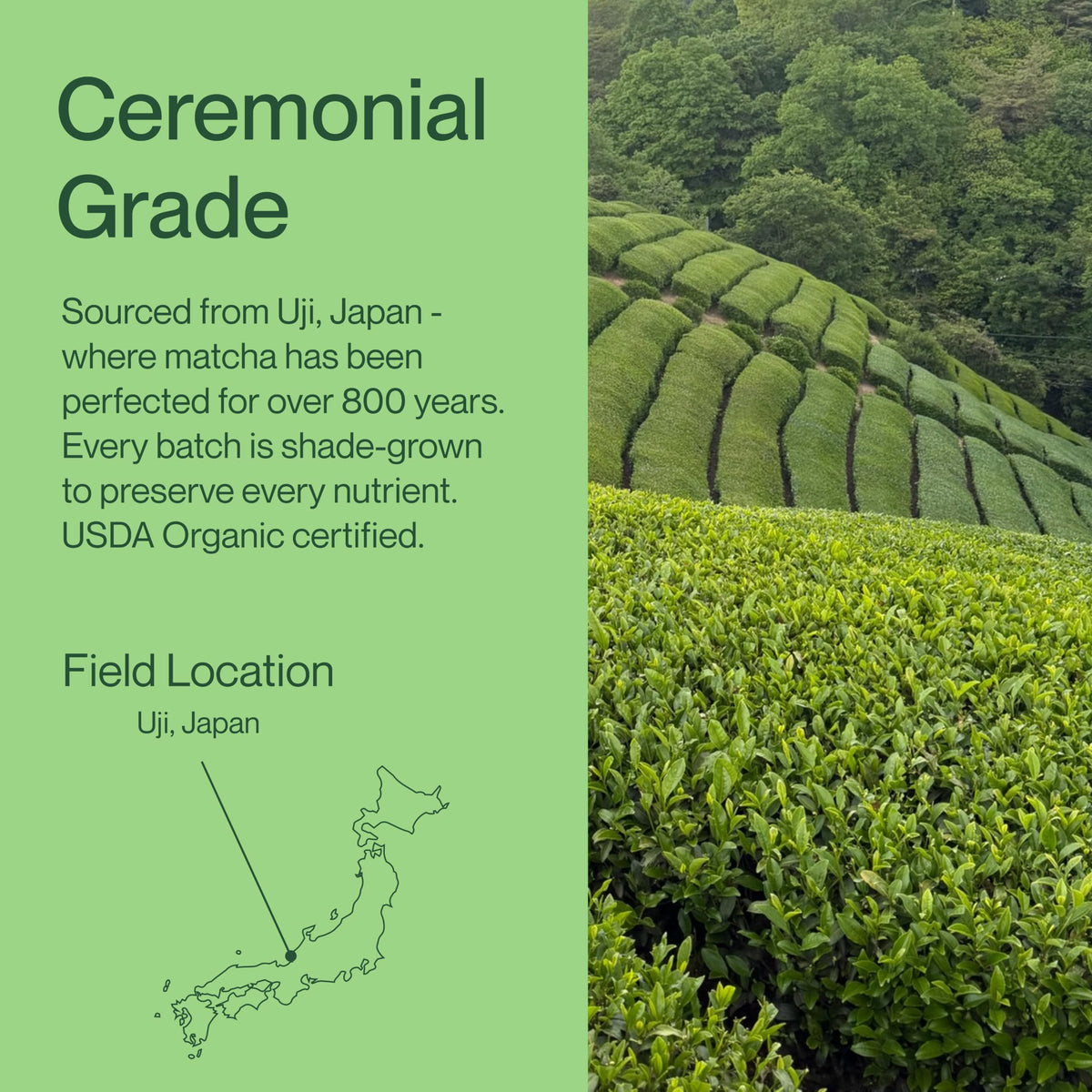 USDA Organic Matcha Powder