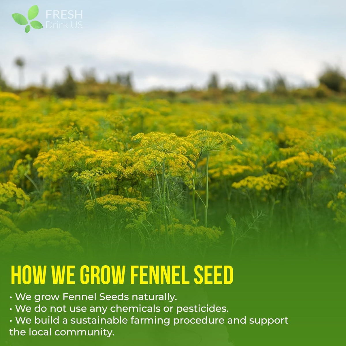 Premium Fennel Seed Tea (75 Bags)