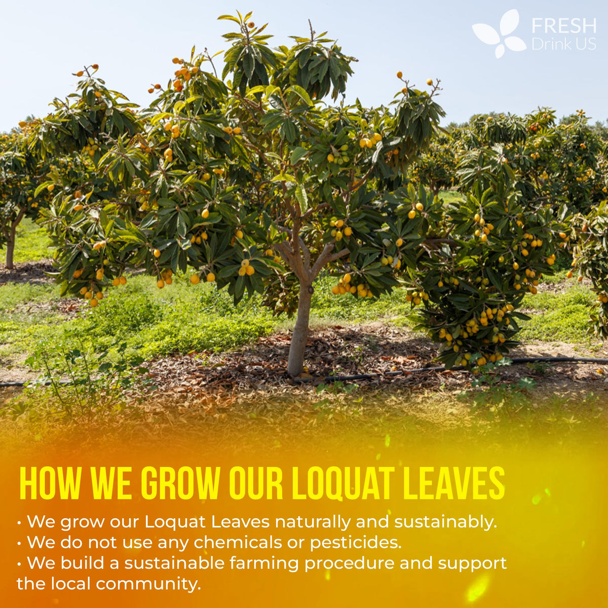Premium Loquat Leaf Tea (40 Tea Bags)