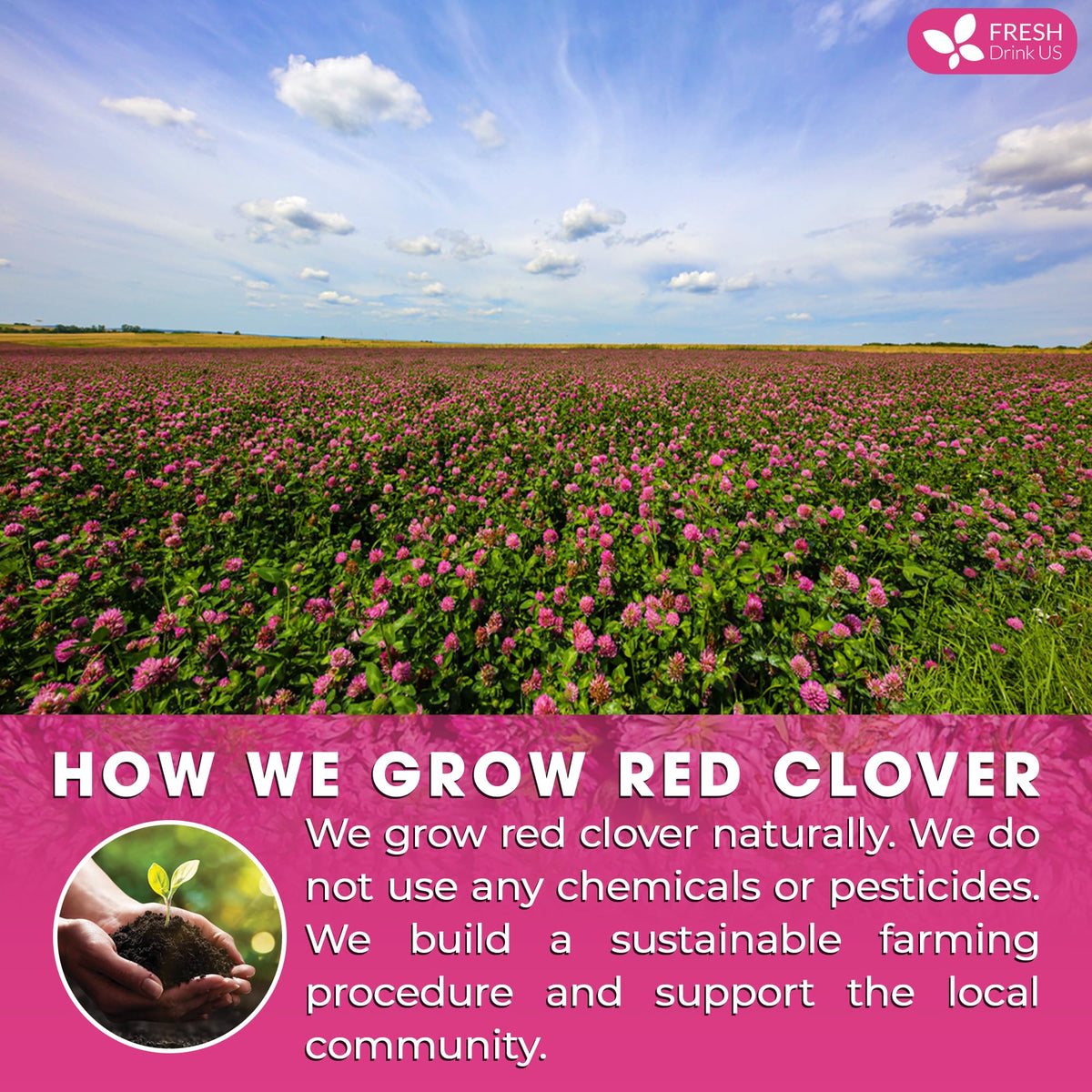 Premium Red Clover Herbal Tea (75 Tea Bags)