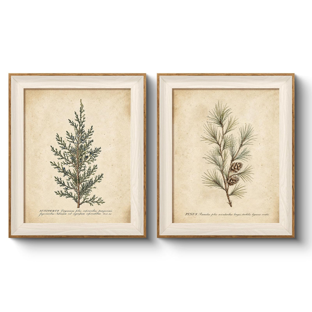 Framed Vintage Christmas Pine Botanical Wall Art Set (Christmas Couplets / 12"L x 10"W)
