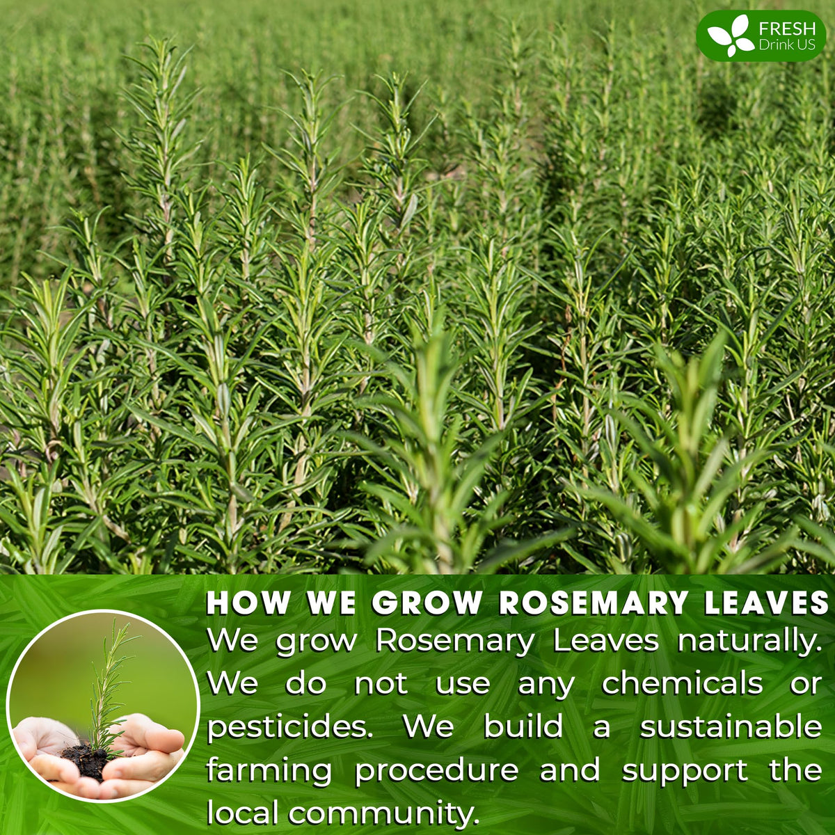 Premium Rosemary Leaf 135 Tea Bags (135 Tea Bags)