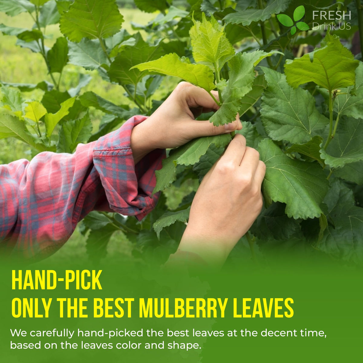 Premium Mulberry Leaf Tea (120 Tea Bags)